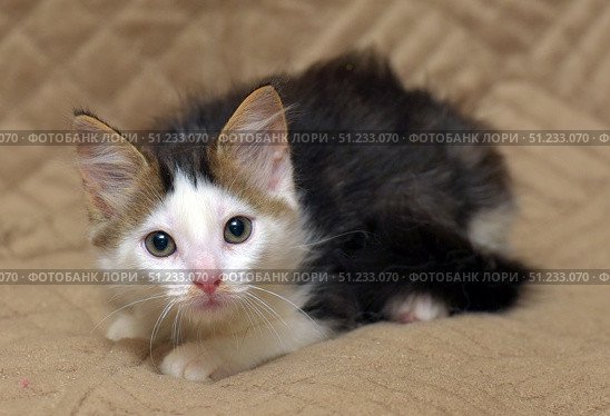 A cute kitten with a white muzzle and big expressive eyes lies on a beige blanket. His fur is fluffy, black and white with light brown accents on the ears. His look is alert and at the same time touching, as if he is looking for protection or waiting for care. Soft lighting emphasizes the texture of the fur and the cozy atmosphere. This photo is perfect for themes related to pets, shelters and kindness. Стоковое фото, фотограф Анна Кривицкая / Фотобанк Лори