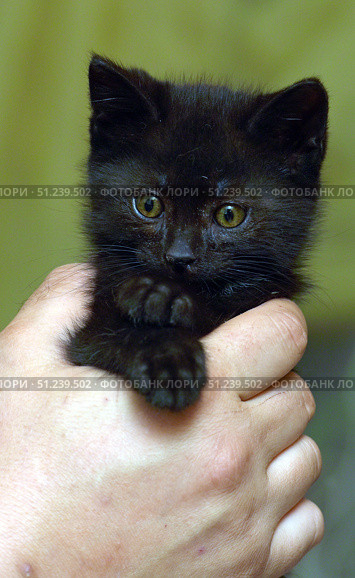 A cute little black kitten being held gently in her arms. The kitten, with big round eyes and slightly tousled fur, looks straight into the camera. Its ears stick out in different directions, creating a touching and slightly comical image. The background is neutral, the attention is completely focused on the animal. The pictures perfectly convey the vulnerability and charm of a small furry pet, ideal for themes about pets, care, friendship between humans and cats. Стоковое фото, фотограф Анна Кривицкая / Фотобанк Лори