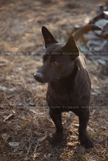 A cute little stray short haired black dog looks away. Стоковое фото, фотограф Неведицына Елена / Фотобанк Лори