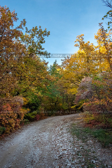 A dirt road goes through a forest with trees showing yellow leaves in fall (2021 год). Редакционное фото, фотограф Тереза Шахназарян / Фотобанк Лори