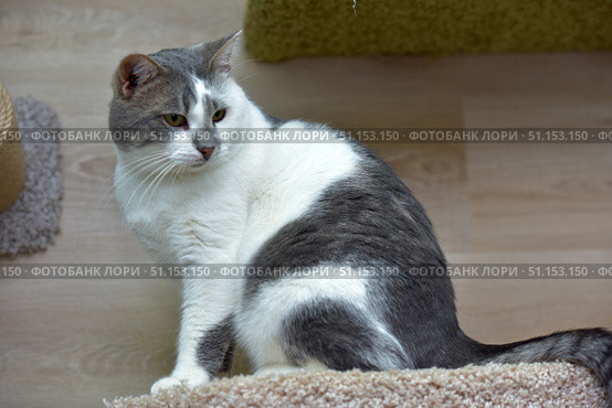A domestic cat with a gray and white coat. The animal is sitting on a scratching post or play surface, the background is light laminate and elements of cat furniture. The cat looks calm and thoughtful, its gaze is directed to the side. White whiskers, soft thick fur and expressive eyes are clearly visible. The atmosphere of the photo is cozy and homely, ideal for illustrating themes related to pets, caring for animals, home comfort and love for cats. Стоковое фото, фотограф Анна Кривицкая / Фотобанк Лори