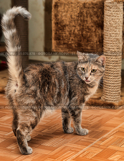 A domestic shorthair cat with a beautiful tortoiseshell coat color, in which shades of gray, red and cream are mixed. The animal stands on a wooden parquet, with its tail raised up and its head slightly turned towards the camera. The cat has stuck out the tip of its tongue, which gives the image a cute and slightly mischievous character. In the background, a scratching post-house covered with sisal and part of the wall are visible. The scene looks warm and cozy, reflecting the atmosphere of home comfort and care for the pet. Стоковое фото, фотограф Анна Кривицкая / Фотобанк Лори