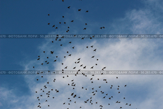 A flock of birds flies in the blue sky. Many flying forest birds in the sky. Стоковое фото, фотограф Марина Демидюк / Фотобанк Лори