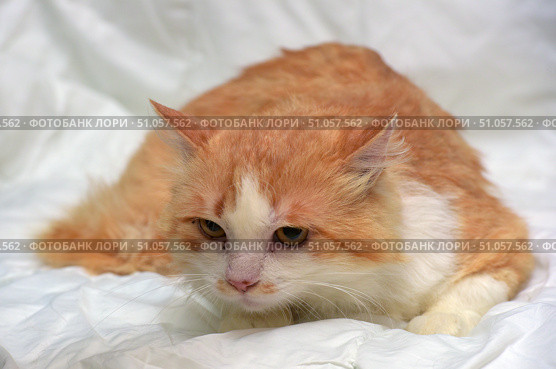 A fluffy ginger and white cat lies on a soft white fabric, slightly stretched forward. Its thick fur of warm ginger shades harmoniously combines with white areas on the muzzle, chest and paws. The cat looks calm, but a little tired, with a soft, thoughtful look in her yellow eyes. Soft lighting emphasizes the fluffy texture of the fur and creates a cozy atmosphere in the frame. Стоковое фото, фотограф Анна Кривицкая / Фотобанк Лори