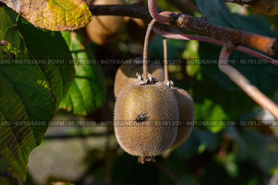 A fly sits on a kiwi fruit hanging on a branch. Стоковое фото, фотограф Екатерина Лызлова / Фотобанк Лори