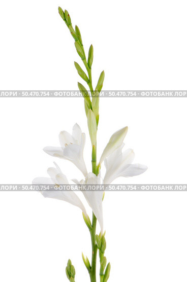 A fragment of white lilies ’ bunch on a white background. zephyranthes candida. Стоковое фото, агентство Ingram Publishing / Фотобанк Лори