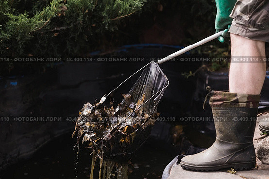 A gardener cleans a decorative pond from foliage and dirt. Construction and cleaning of an ornamental pond in the garden. Landscape design. Стоковое фото, фотограф Photojuli / Фотобанк Лори