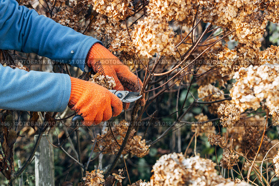 A gardener wearing gloves trims wilted hydrangea flowers before winter. Стоковое фото, фотограф Ольга Сейфутдинова / Фотобанк Лори