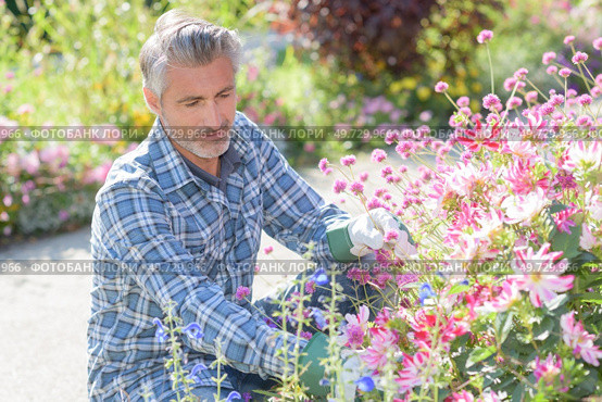 a gardner is tending to flowers. Стоковое фото, агентство Ingram Publishing / Фотобанк Лори