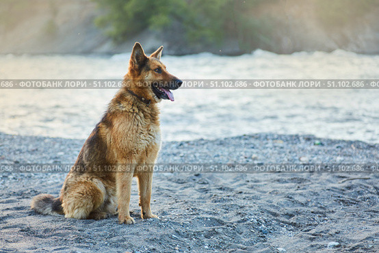 A German Shepherd dog with a collar. Pets are human helpers in guarding the house and grazing sheep. Стоковое фото, фотограф Наталия Кирсанова / Фотобанк Лори