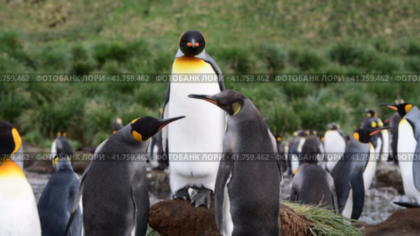 A giant King Penguin Colony at Gold Harbour, South Georgia Island. Стоковое видео, видеограф Vladimir / Фотобанк Лори