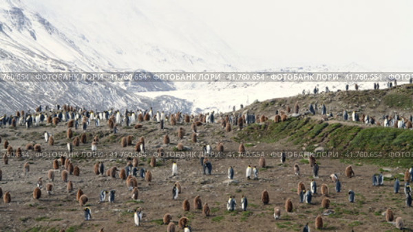 A giant King Penguin Colony at Gold Harbour, South Georgia Island. Стоковое видео, видеограф Vladimir / Фотобанк Лори