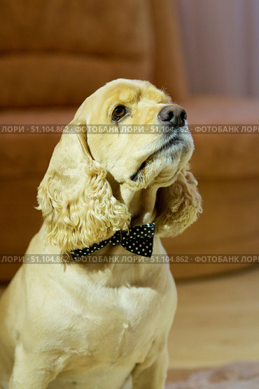 A golden-colored American Cocker spaniel dog with a bow around its neck. Domestic purebred pets. Стоковое фото, фотограф Наталия Кирсанова / Фотобанк Лори