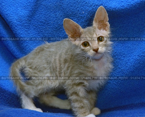 A gray kitten with soft wavy fur and large ears poses against a bright blue blanket. The animal has expressive amber eyes and white markings on its chest and paws. The kitten looks a little wary, but at the same time curious, slightly tilting its head to the side. The background made of blue textile material emphasizes the color of the fur and makes the kitten's image even more attractive. The photo was taken in a studio setting, with an emphasis on the details of the fur and the animal's facial expressions. Стоковое фото, фотограф Анна Кривицкая / Фотобанк Лори