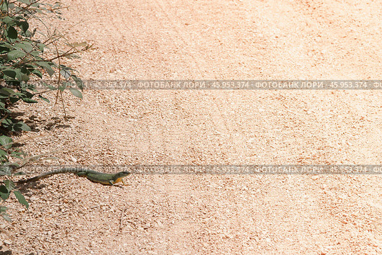 A green lizard crawled to the edge of a sandy road into the sun. Стоковое фото, фотограф Татьяна Лобанова / Фотобанк Лори