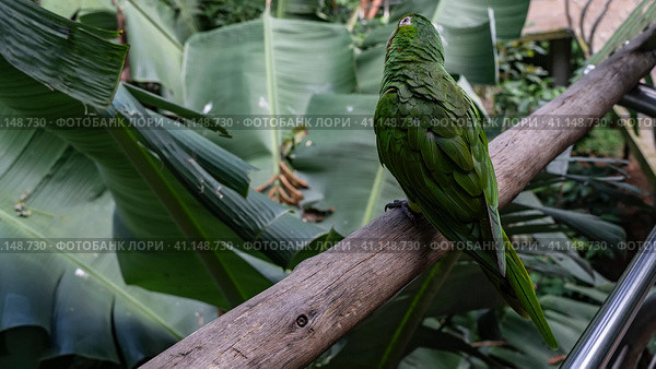 A green parrot- Amazona albifrons sits on a branch. He tilted his head to one side. View from the back. Lush tropical vegetation all around. Brazil. Bird Park. Foz do Iguacu. Стоковое фото, фотограф Вера Ивановна Кубарева / Фотобанк Лори