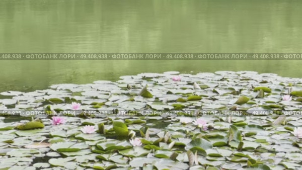 A green plant with leaves is in front of a body of water. Стоковое видео, видеограф Ярославский Максим / Фотобанк Лори
