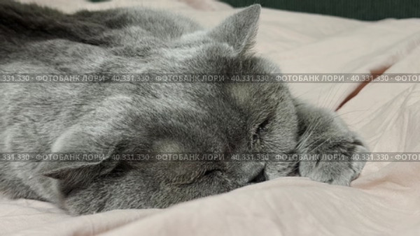 A grey British cat is stroked on the head by a human hand. The cat really likes it. Close up. Стоковое видео, видеограф Ярославский Максим / Фотобанк Лори