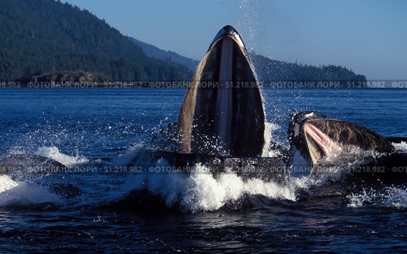 A group of humpback whale feeding from a bubble net in Southeast Alaska. VW Pics/Stocktrek Images/TASS. Стоковое фото, агентство ТАСС / Фотобанк Лори