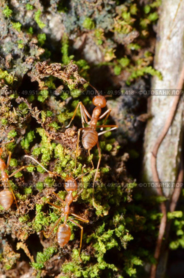 A group of weaver ants are going to move a insects to other locations. Close up of red weaver ant, top view. Стоковое фото, агентство Ingram Publishing / Фотобанк Лори