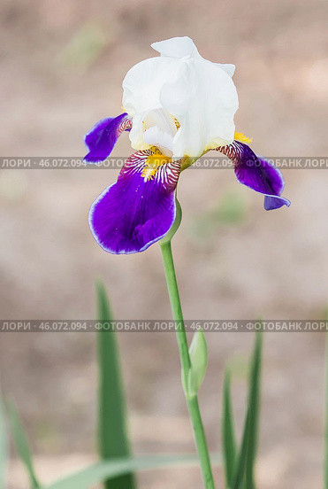 A iris flower in a blooming summer garden. Beautiful natural natural background. Стоковое фото, фотограф Photojuli / Фотобанк Лори