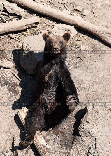 A Kamchatka brown bear sits with eyes half-closed, looking relaxed and at ease as it seems to enjoy a peaceful moment under the sun. Стоковое фото, фотограф Татьяна Терехина / Фотобанк Лори