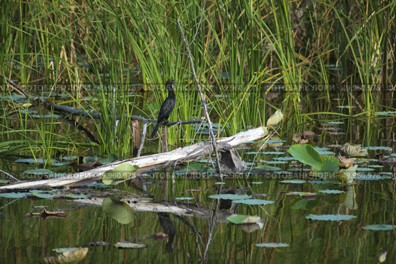 A lake at Sam Roi Yod National Park, Prachuap Khiri Khan, Thailand. Стоковое фото, агентство Ingram Publishing / Фотобанк Лори