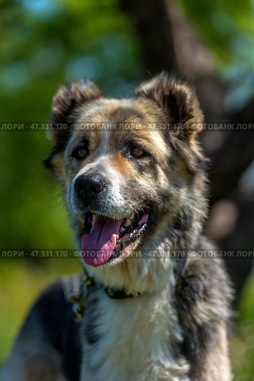 A large dog with a kind and attentive expression on its face. Its fur is of medium length, thick, and tricolor: gray and white with black spots. The dog has erect ears with soft tips, expressive dark eyes, and a slightly protruding tongue - it has probably just been walking or playing. The dog is standing against a background of green grass and trees, illuminated by bright sunlight. The atmosphere of the frame is warm, summery, filled with life and nature. The animal looks healthy, cheerful, and friendly. Стоковое фото, фотограф Анна Кривицкая / Фотобанк Лори