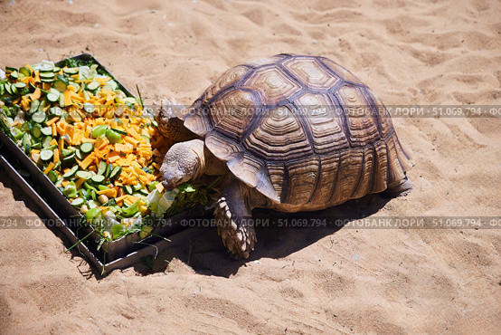 A large Madagascar turtle is in the process of dining. Стоковое фото, фотограф Наталия Кирсанова / Фотобанк Лори