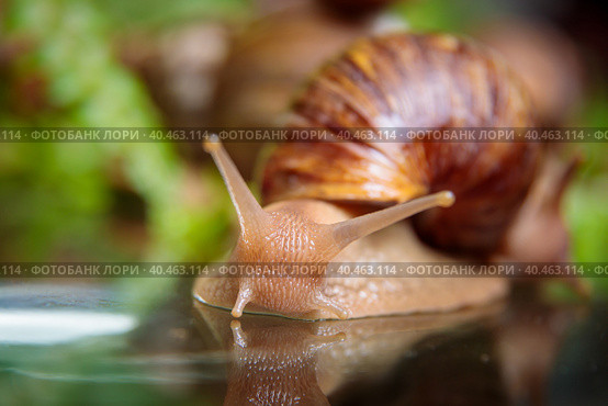 A large snail crawls across the glass table, wiggling its antennae. Стоковое фото, фотограф Юрий Поздников / Фотобанк Лори