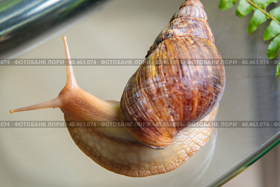 A large white snail crawls across the glass table, wiggling its antennae. Стоковое фото, фотограф Юрий Поздников / Фотобанк Лори