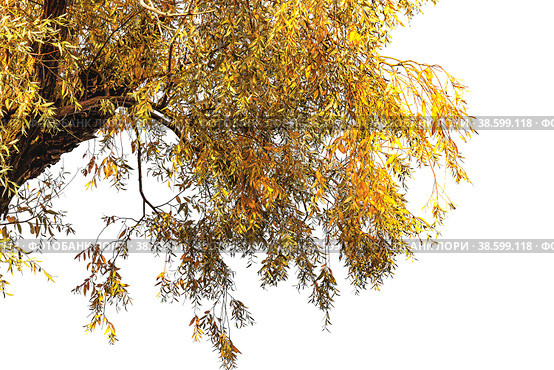 A large yellow-red autumn willow branch on a light background. Стоковое фото, фотограф Светлана Качанова / Фотобанк Лори