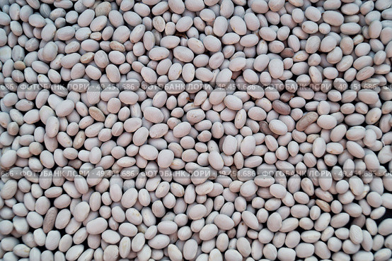 A lot of white beans as a texture background. Стоковое фото, агентство Ingram Publishing / Фотобанк Лори