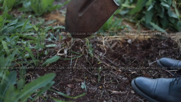 A man digs the ground with a shovel. Leg of a hand with a shovel close-up. Summer resident weeds the beds in the garden from weeds. Destruction of weeds Plowing loosening the earth Planting plants Preparing the soil Summer work. Стоковое видео, видеограф Светлана Евтушенко / Фотобанк Лори