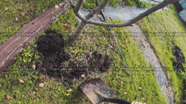 A man digs up the soil around a fruit tree with a shovel. Autumn garden work. Стоковое видео, видеограф Ярославский Максим / Фотобанк Лори