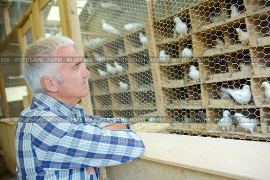 a man during collection of pigeons. Стоковое фото, агентство Ingram Publishing / Фотобанк Лори