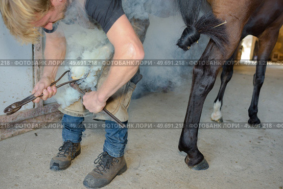 a man farrier applying horsehoe. Стоковое фото, агентство Ingram Publishing / Фотобанк Лори