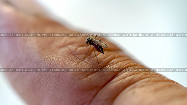 A mosquito drinks blood from a finger. Стоковое фото, фотограф Igor Skripachev / Фотобанк Лори