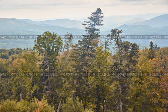 A mountain range with trees in the foreground and a cloudy sky in the background. The trees are tall and sprawling, giving the impression of a vast open landscape. Стоковое фото, фотограф Наталия Кирсанова / Фотобанк Лори