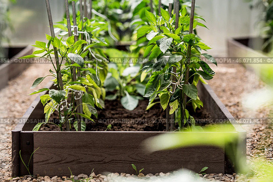A new greenhouse made of polyethylene and polycarbonate with new beds made of wood-polymer composite with pepper seedlings. Gardening season. Greenhouses on a country plot. Стоковое фото, фотограф Photojuli / Фотобанк Лори