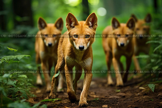 A pack of Dholes, also known as Asiatic wild dogs, in their natural habitat. Стоковое AI-изображение, AI-художник Veniamin Kraskov / Фотобанк Лори