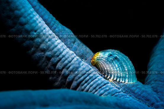 A parasitic crystalline sea star snail hosted by a blue sea star. Стоковое фото, фотограф Bruce Shafer/Stocktrek Images / ТАСС / Фотобанк Лори