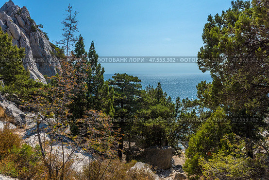 A picturesque Crimean landscape, where majestic mountain cliffs covered with coniferous trees and the endless Black Sea are combined. A massive limestone cliff with a sharp peak rises on the left, and on the right there is a view of the sea, sparkling in the bright sunlight. Below, there is a dense forest of junipers and pines. The atmosphere is secluded and peaceful. A burgundy fabric is visible on a tree branch - perhaps part of a camping or climbing equipment. Стоковое фото, фотограф Анна Кривицкая / Фотобанк Лори