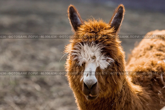 A picturesque scene, a brown llama in a pen. The concept of animal husbandry and rural life. Portrait of a smiling lama in the fresh air. Close-up. A pet on a private eco-farm. Agricultural industry. Стоковое фото, фотограф Photojuli / Фотобанк Лори