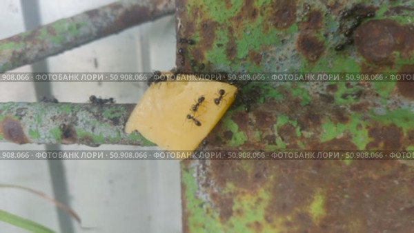 A piece of cheese was placed on the path of the ants from the anthill to the aphid. The ants taste the cheese. Стоковое видео, видеограф Андрей Жигальцов / Фотобанк Лори
