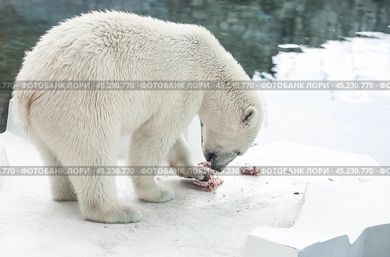 A polar bear (Ursus maritimus) eats a piece of meat in captivity. Стоковое фото, фотограф Photojuli / Фотобанк Лори