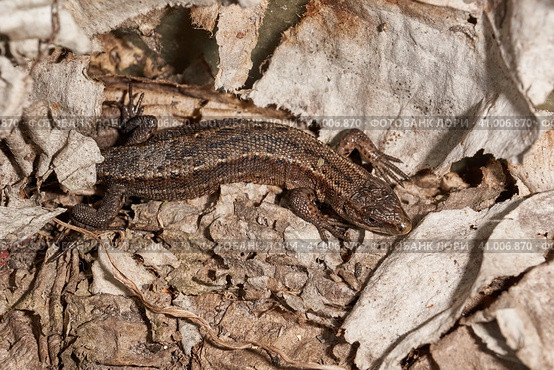 A quick or ordinary lizard basks in the garden under the rays of the spring sun. Quick lizard, or an ordinary lizard (lat. Lacerta agilis) is a species of lizard from the family of true lizards. Стоковое фото, фотограф Андрей Жигальцов / Фотобанк Лори