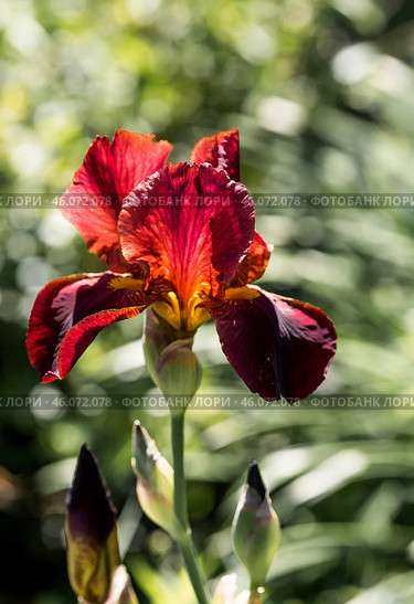A red, burgundy iris flower in a blooming summer garden. Beautiful natural natural background. Стоковое фото, фотограф Photojuli / Фотобанк Лори