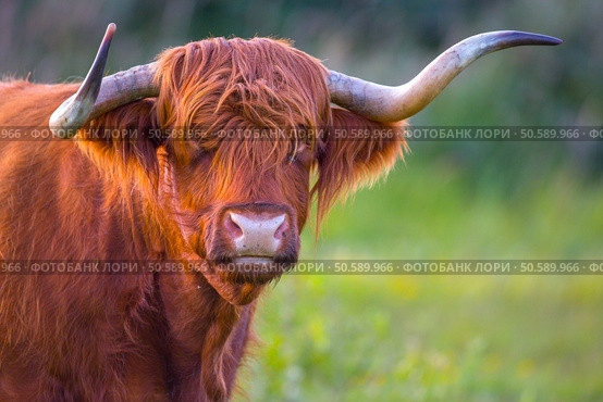 a scottish higlander cow looks at the photographer. Стоковое фото, агентство Ingram Publishing / Фотобанк Лори