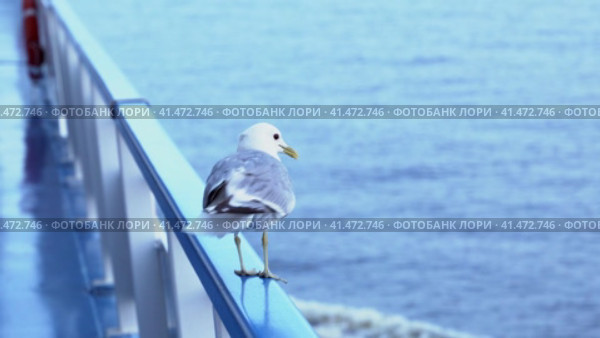 a sea gull sits on the railing of the ship during the voyage. Стоковое видео, видеограф Андрей Знаменский / Фотобанк Лори